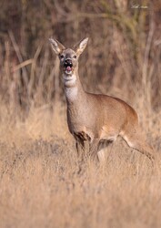 Hódmezővásárhely