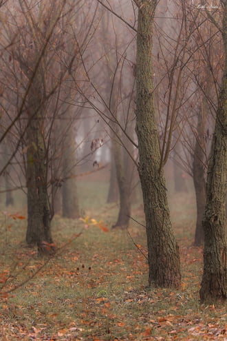 Hódmezővásárhely