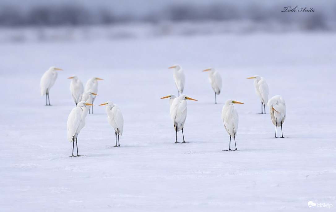 Hódmezővásárhely