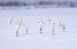 Hódmezővásárhely