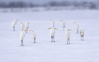 Hódmezővásárhely