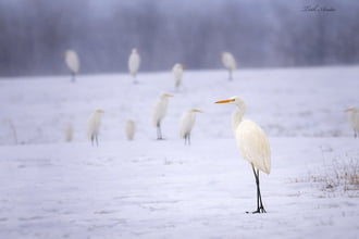 Hódmezővásárhely
