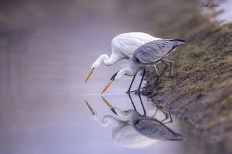 Hódmezővásárhely