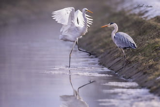 Hódmezővásárhely