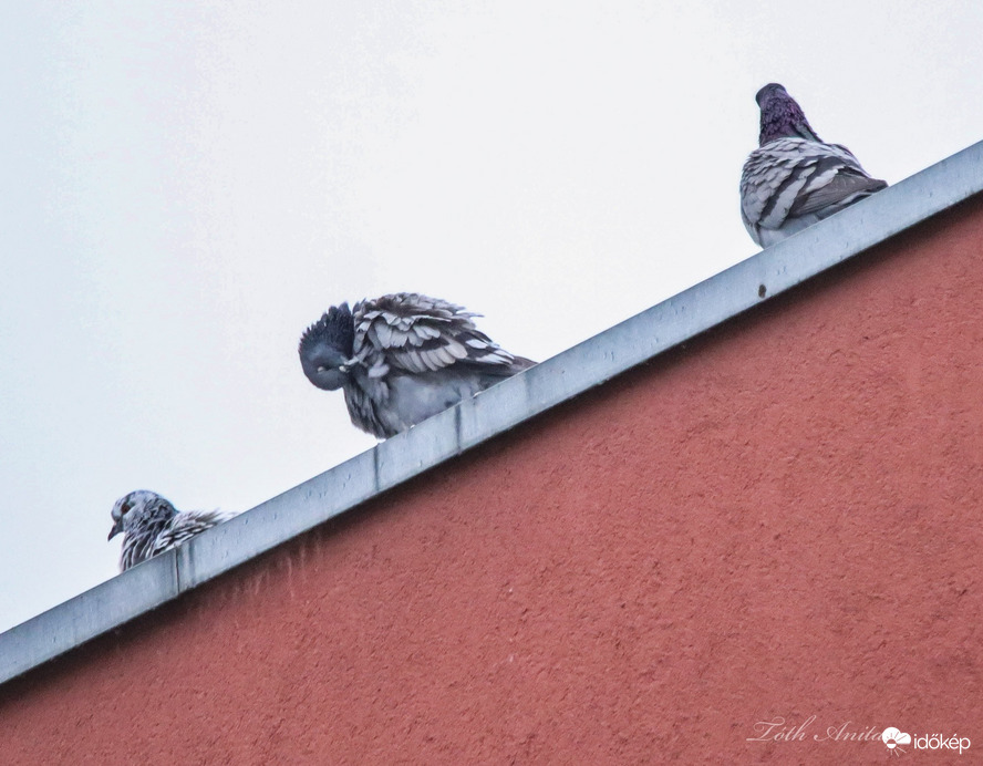 Hódmezővásárhely