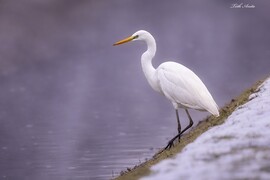 Hódmezővásárhely