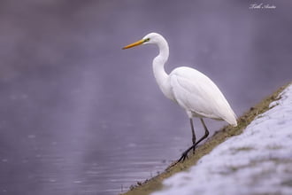 Hódmezővásárhely