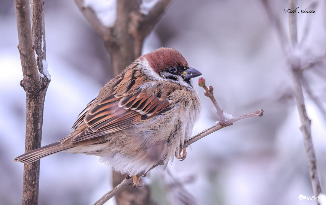Hódmezővásárhely
