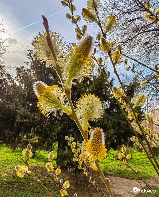 Hódmezővásárhely
