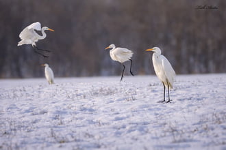 Hódmezővásárhely