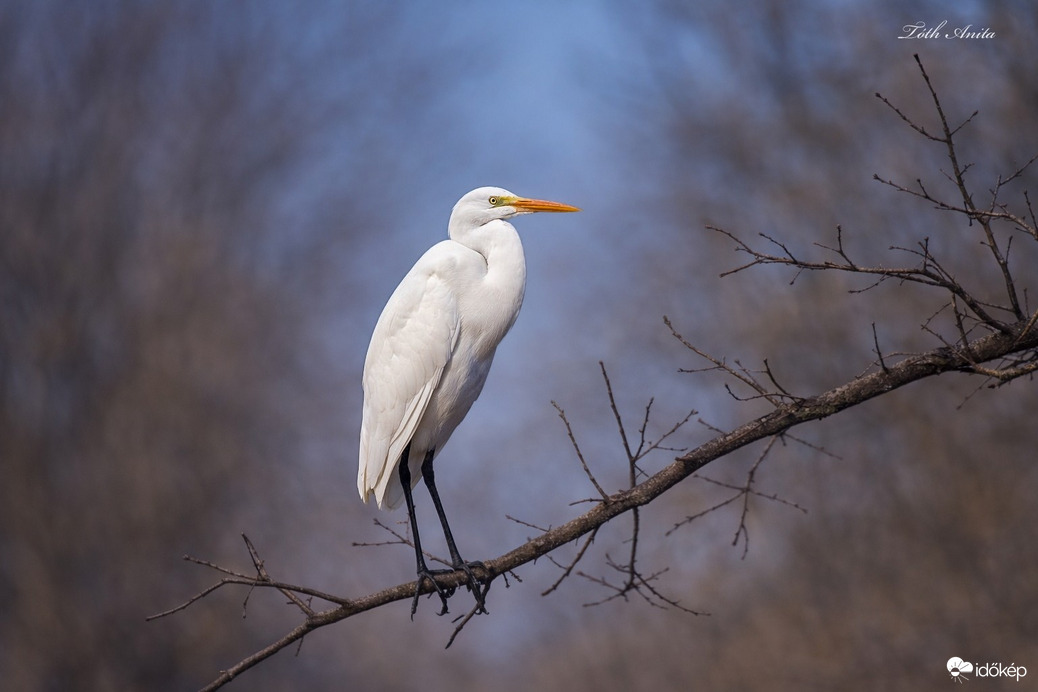 Hódmezővásárhely