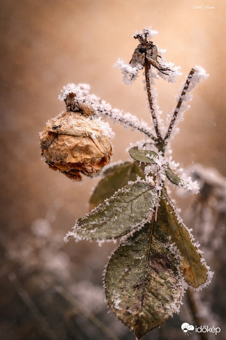 Hódmezővásárhely