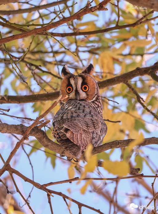 Hódmezővásárhely