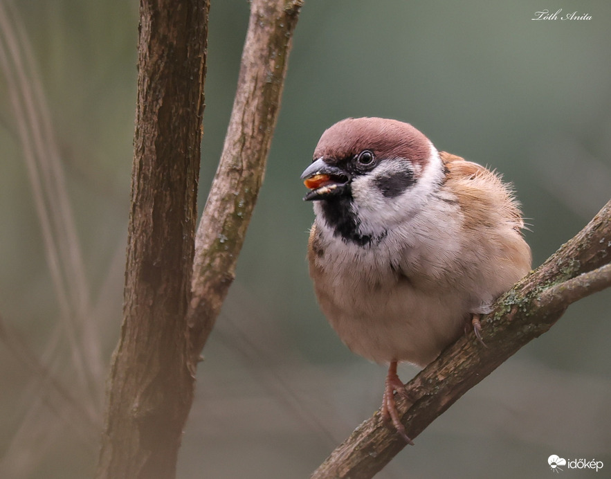 Hódmezővásárhely
