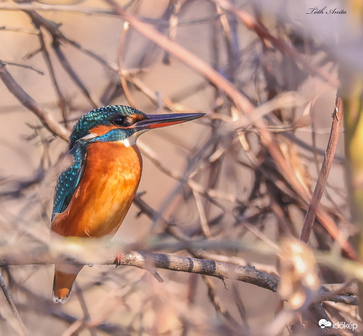 Hódmezővásárhely