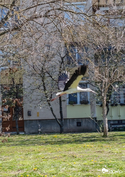 Makó