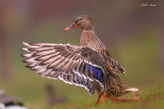 Hódmezővásárhely