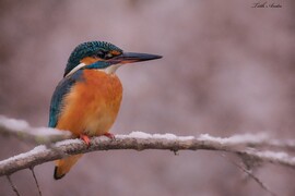 Hódmezővásárhely