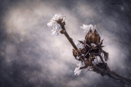 Hódmezővásárhely