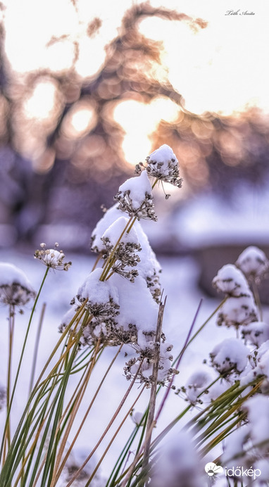 Hódmezővásárhely