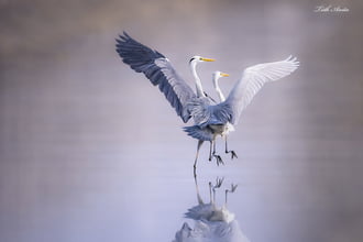 Aki nem lép egyszerre 