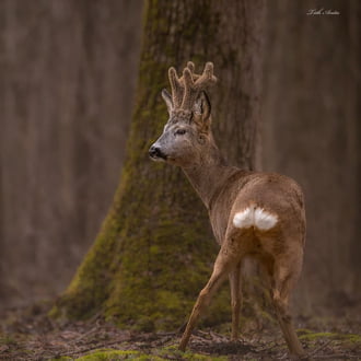 Ha halkan jársz csodát látsz!