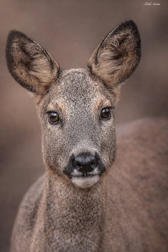 Közeli találkozás 