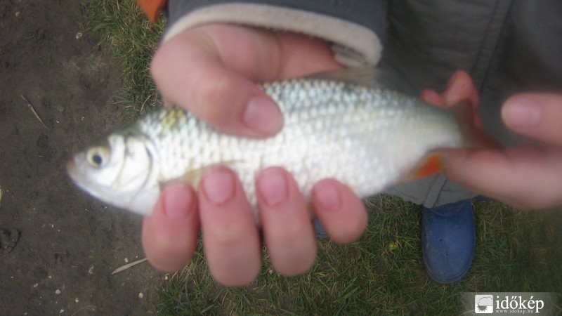 Szépség, melyet visszadobott nőni!