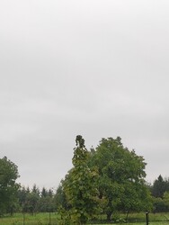 Arnót