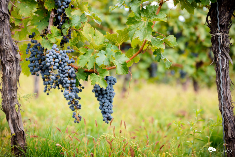 Érik a szőlő