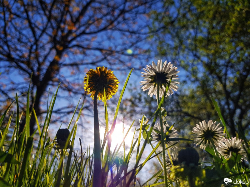 Szirmabesenyő