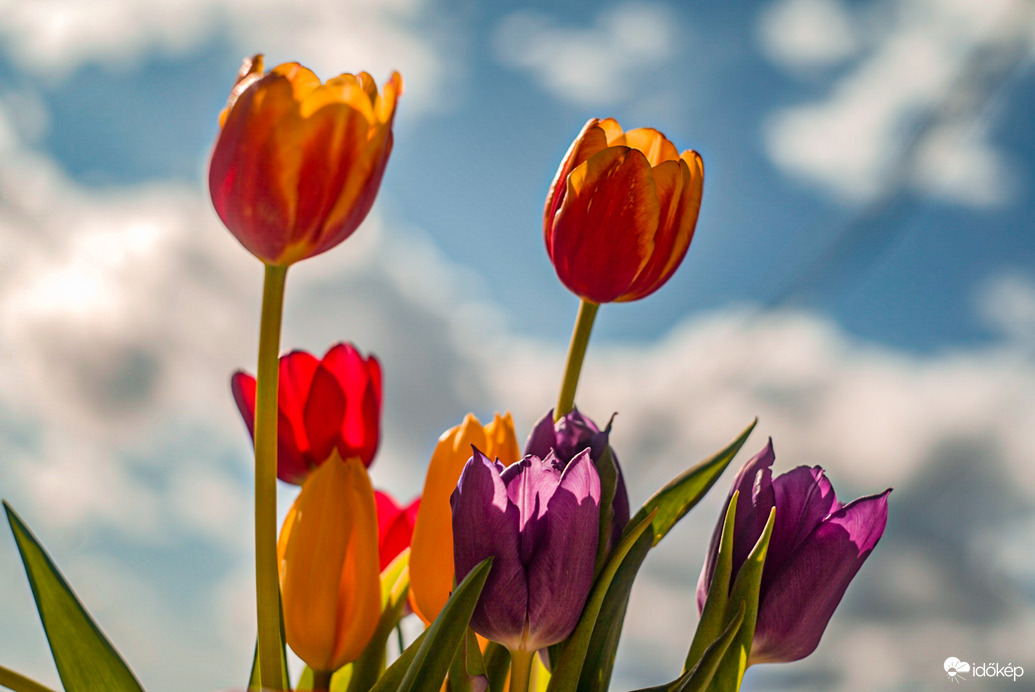 Tavaszi tulipánok 