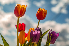 Tavaszi tulipánok 