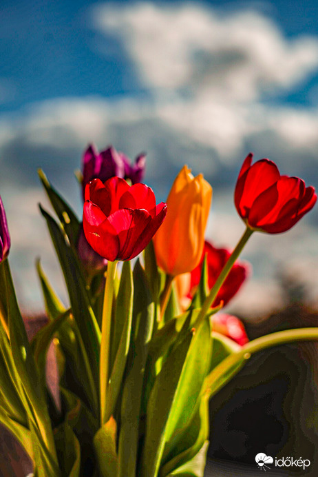 Tavaszi tulipánok 2