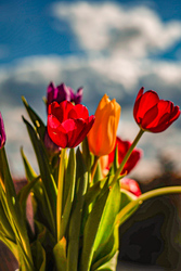 Tavaszi tulipánok 2