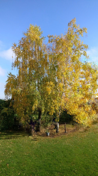 Budakalász