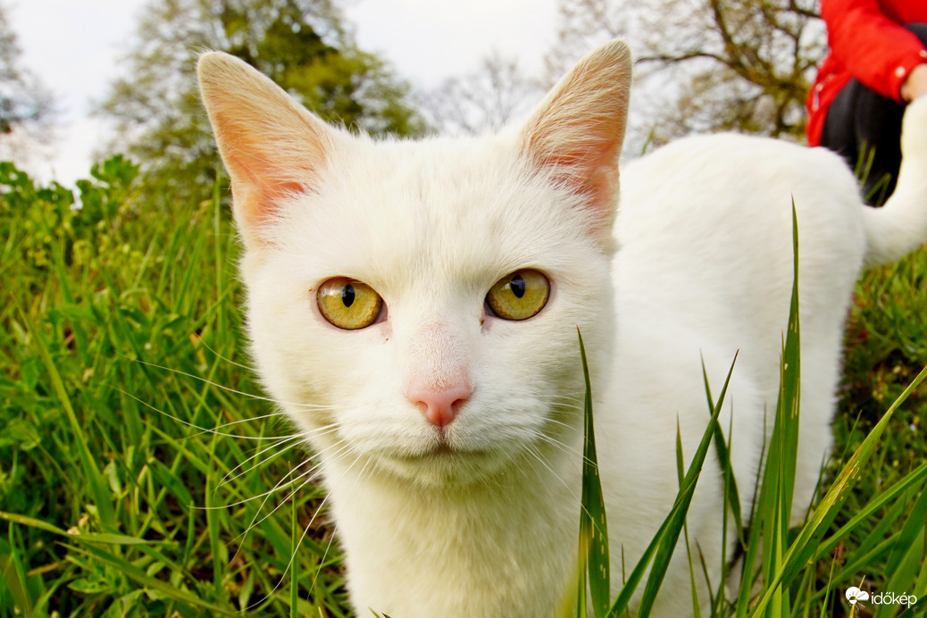 HópiheCat
