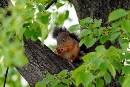 Mókus