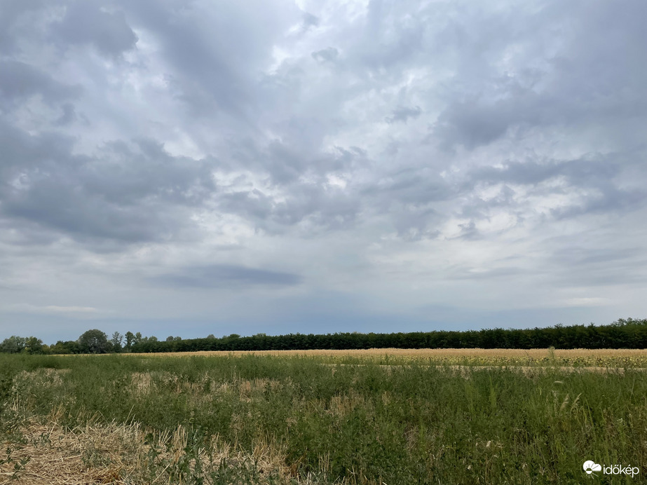 Monorierdő