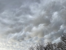 Mammatusok, Monorierdő