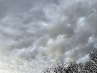 Mammatusok, Monorierdő