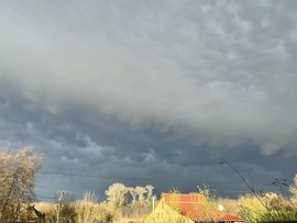 Monorierdő/mammatus