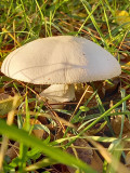 torpi03 fotója