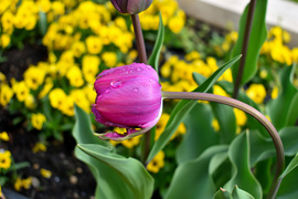 Tulipán eső után