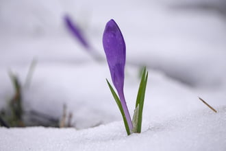 Kárpáti sáfrányok a hótakaróban 1.
