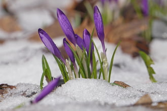 Kárpáti sáfrányok a hótakaróban 4.