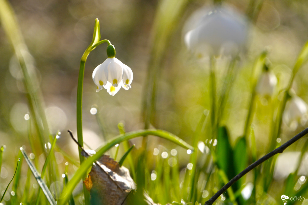 Tőzikék a Rába mentén... 1