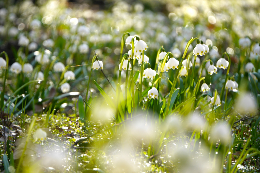 Tőzikék a Rába mentén... 2