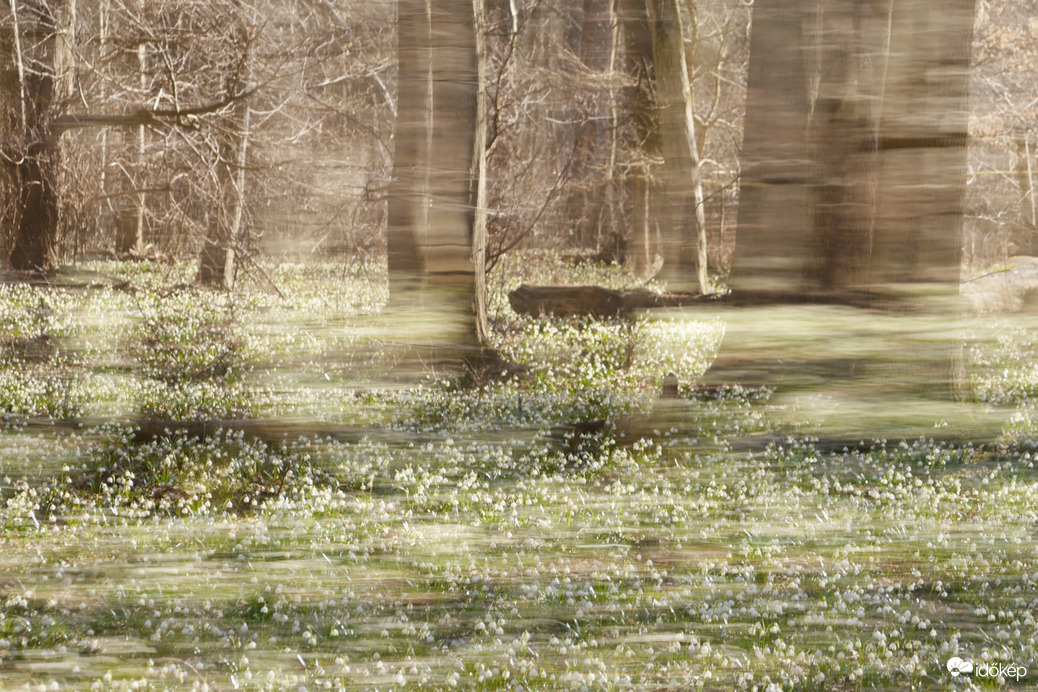 Tőzikék a Rába mentén... 6