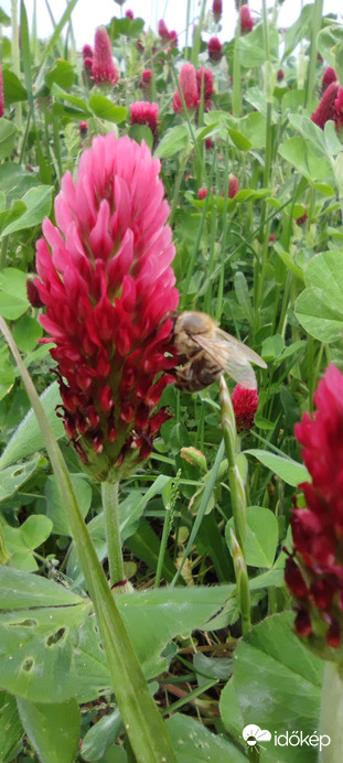 méh a lucernában
